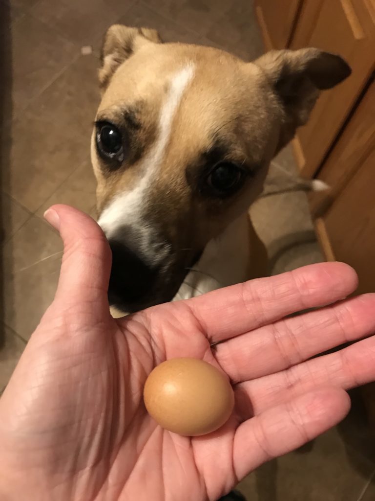 Baking with a service dog