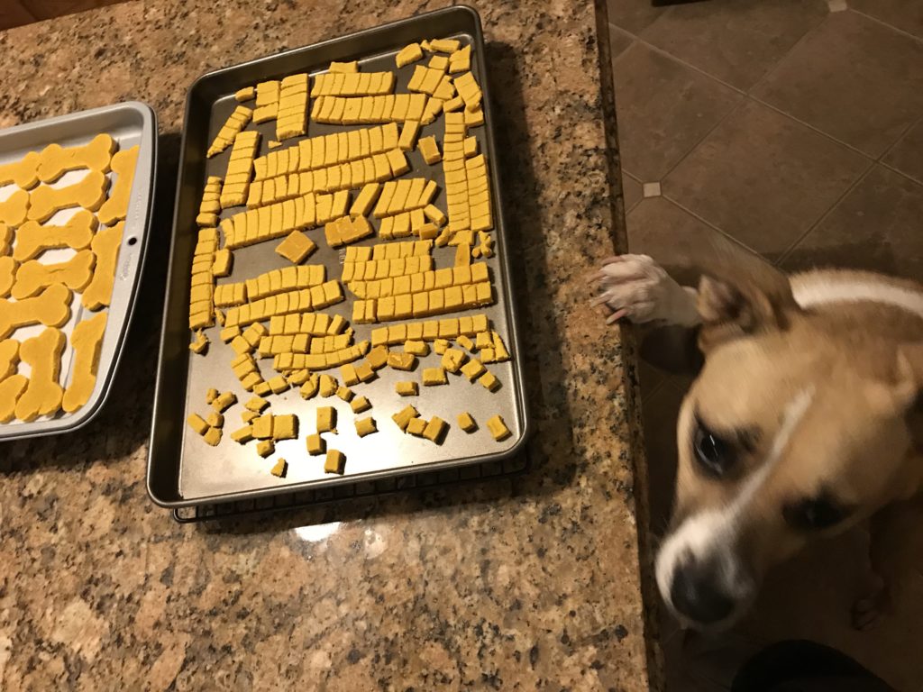 3 Ingredient Pumpkin Dog Biscuits - Jacksons Job