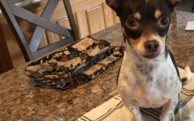 Baking with a Service Dog and Mischievous Pets