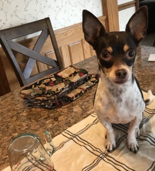 Baking with a service dog