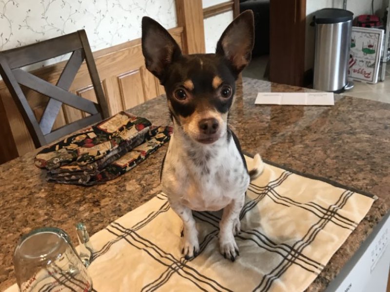 Baking with a service dog