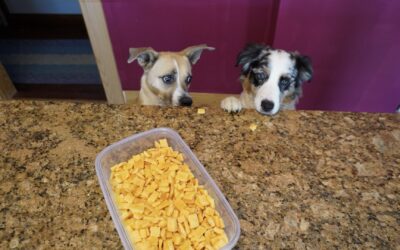 Roxanne’s Cheese Crack-hers Dog Treats